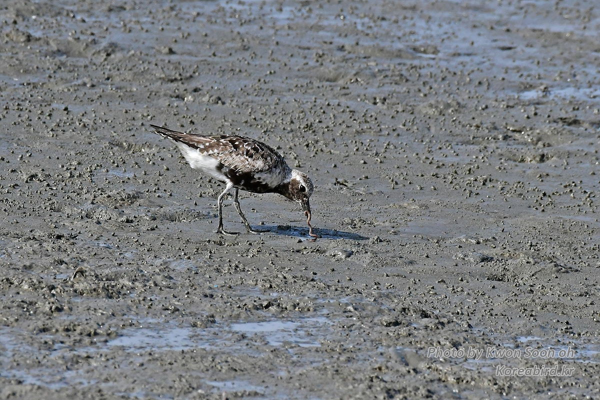 KSO_4690.jpg