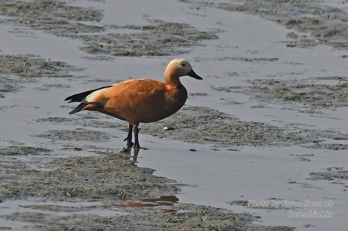 KSO_0373.jpg