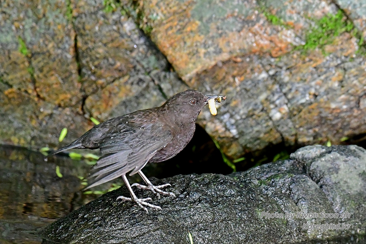 KSO_8857.jpg