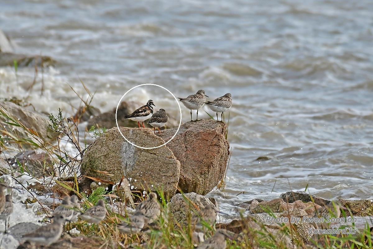 KSO_5554-1.jpg