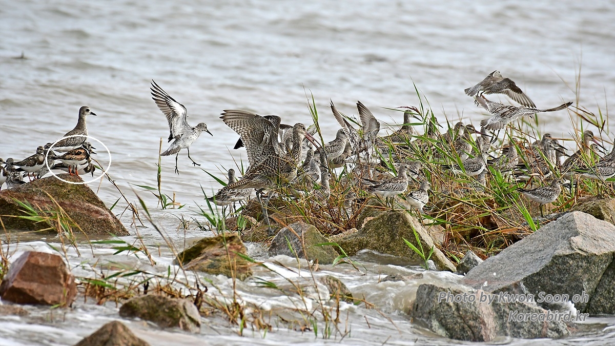 KSO_5316.jpg