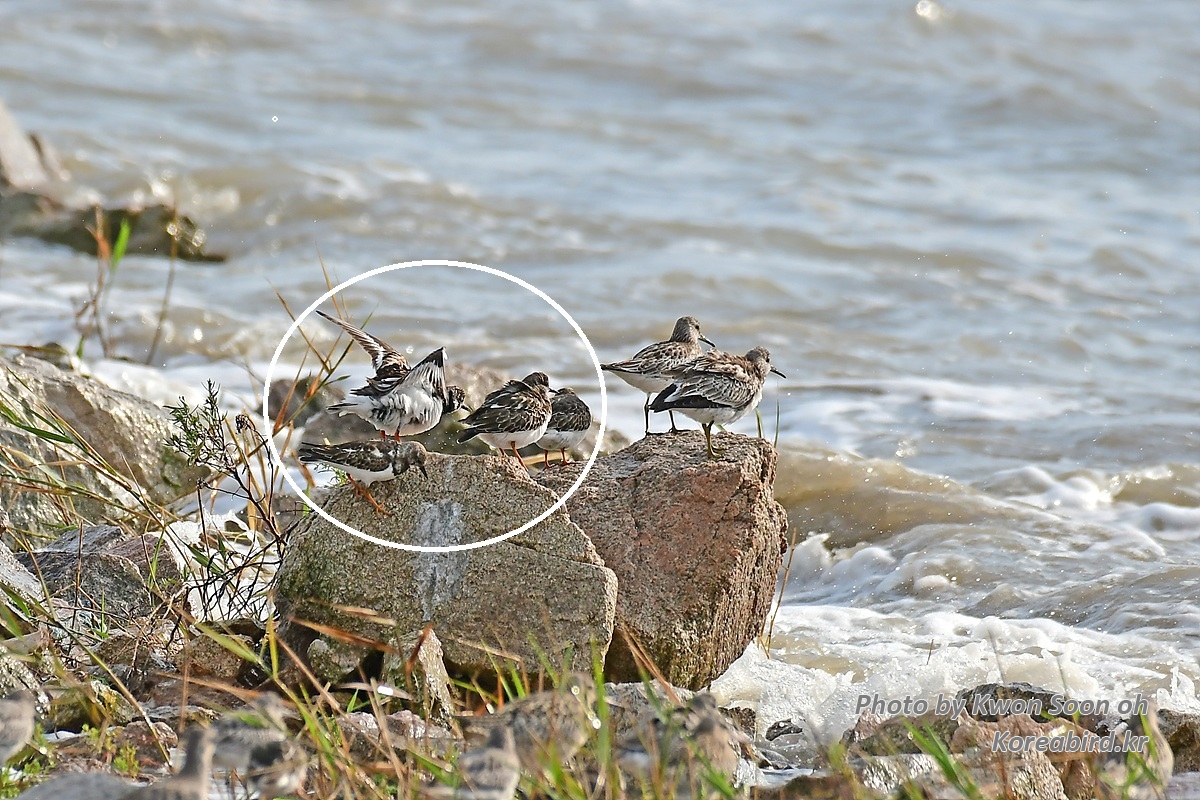 KSO_5601-1.jpg