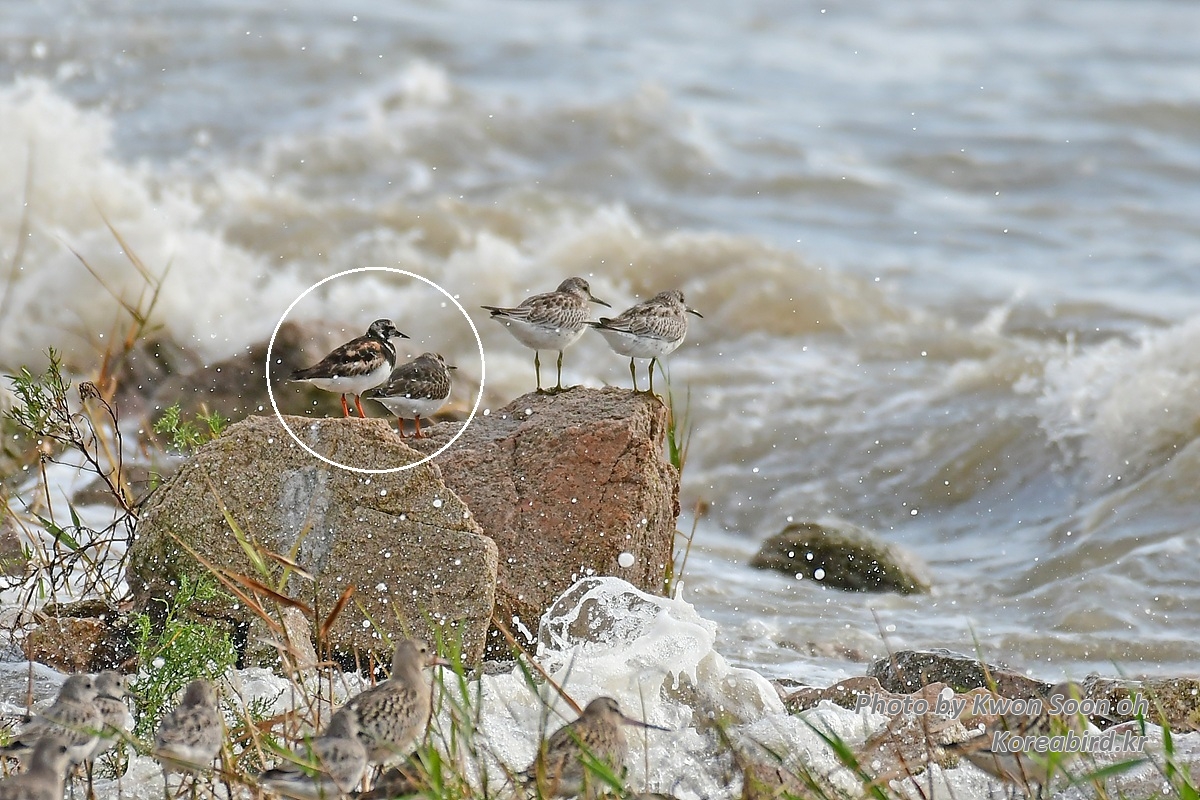 KSO_5547-1.jpg