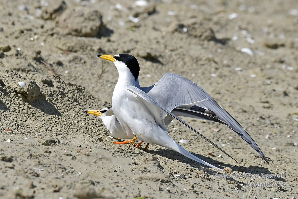 KSO_4898.jpg