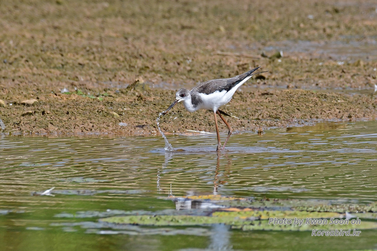 DSC_5436.jpg