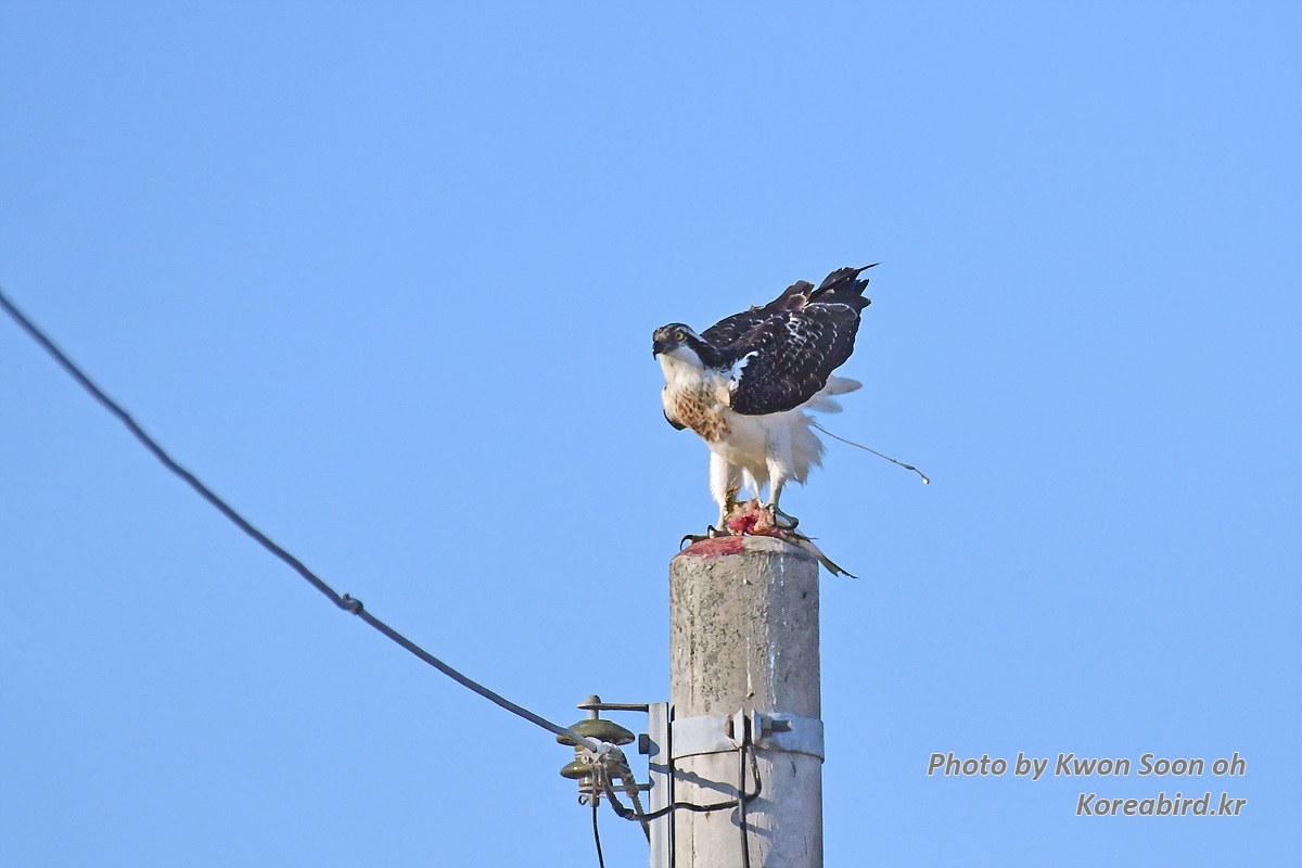 DSC_9647.jpg
