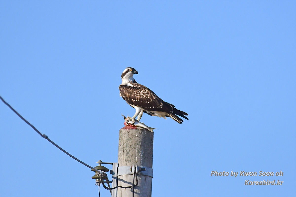 DSC_9679.jpg