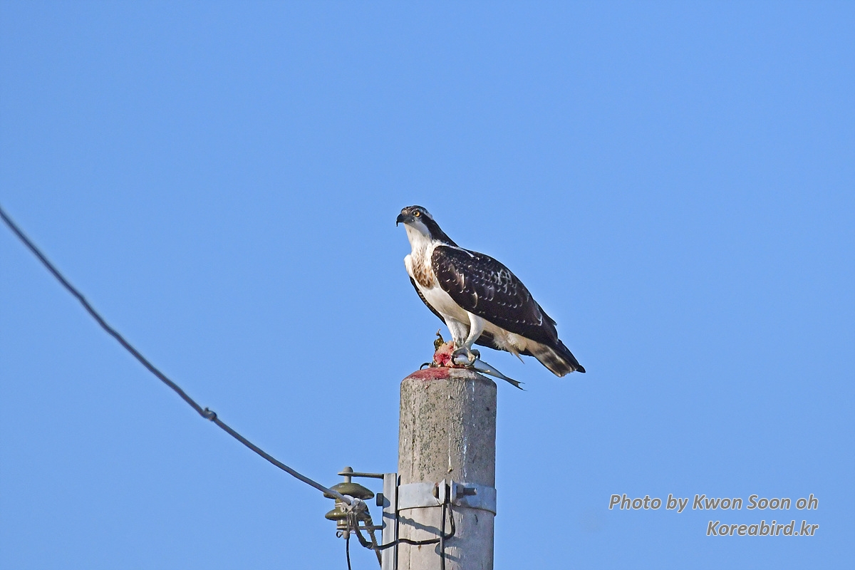 DSC_9738.jpg