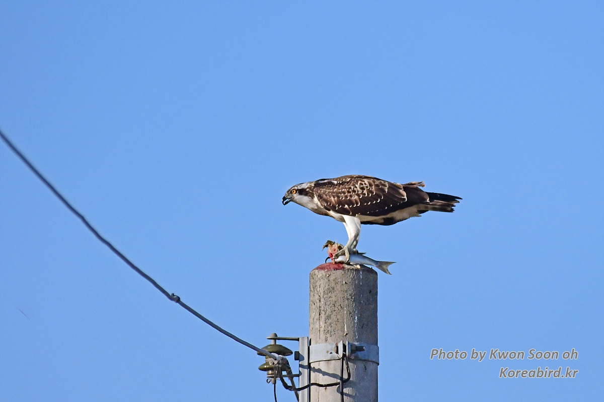 DSC_9809.jpg