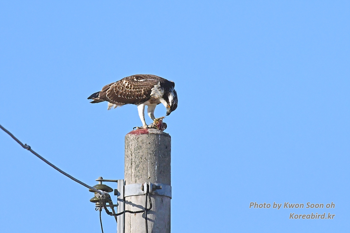 DSC_9530.jpg