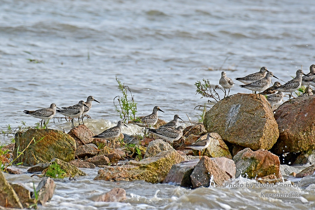 KSO_5854.jpg