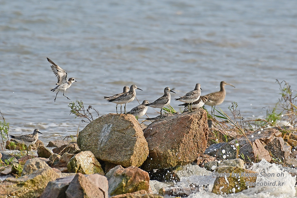 KSO_6019.jpg