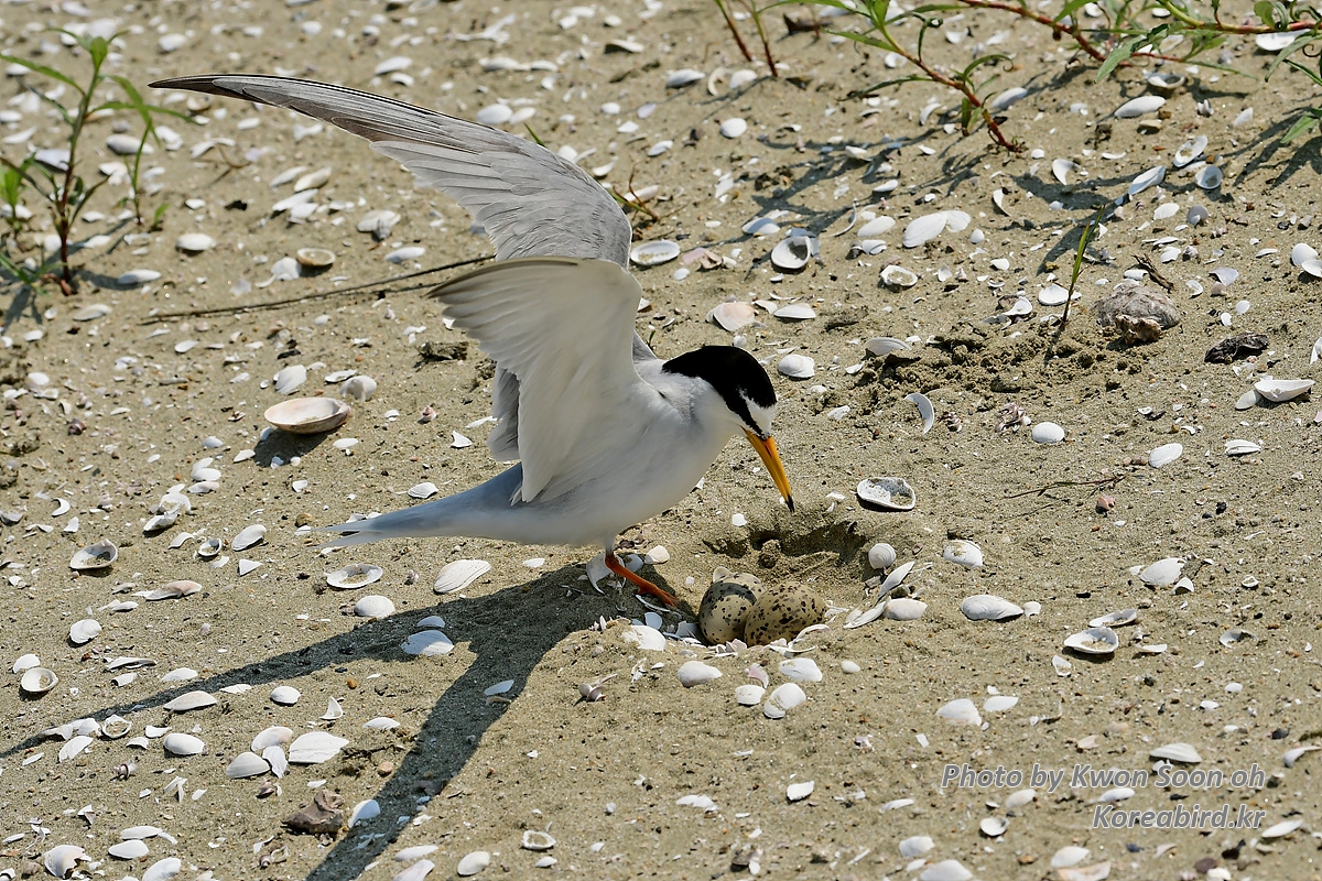 KSO_5763.jpg