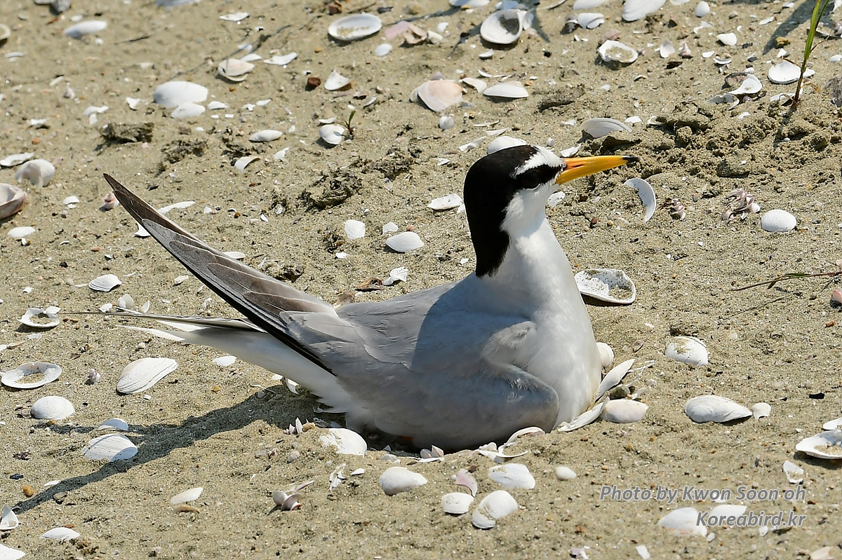 KSO_5804.jpg