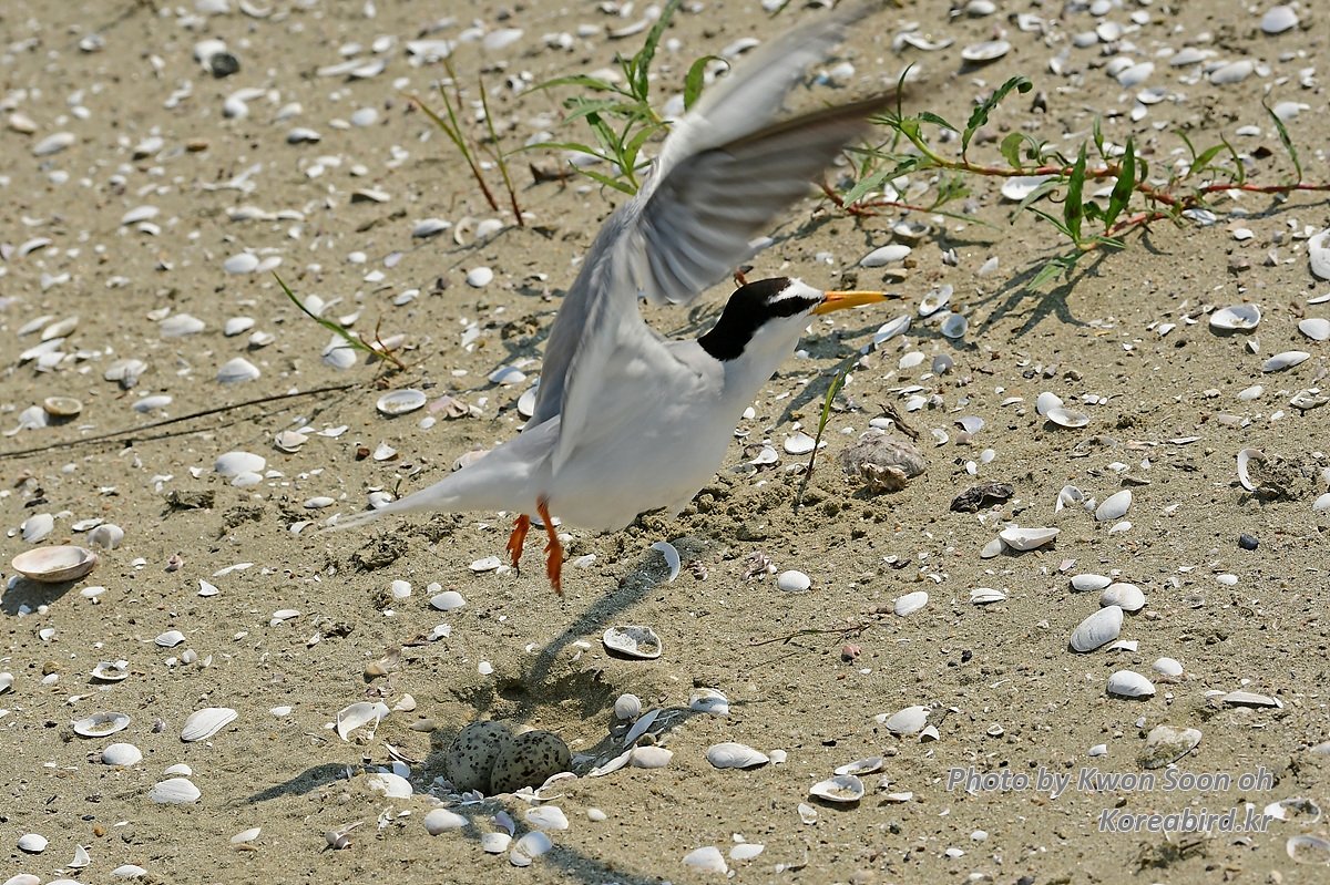 KSO_5921.jpg