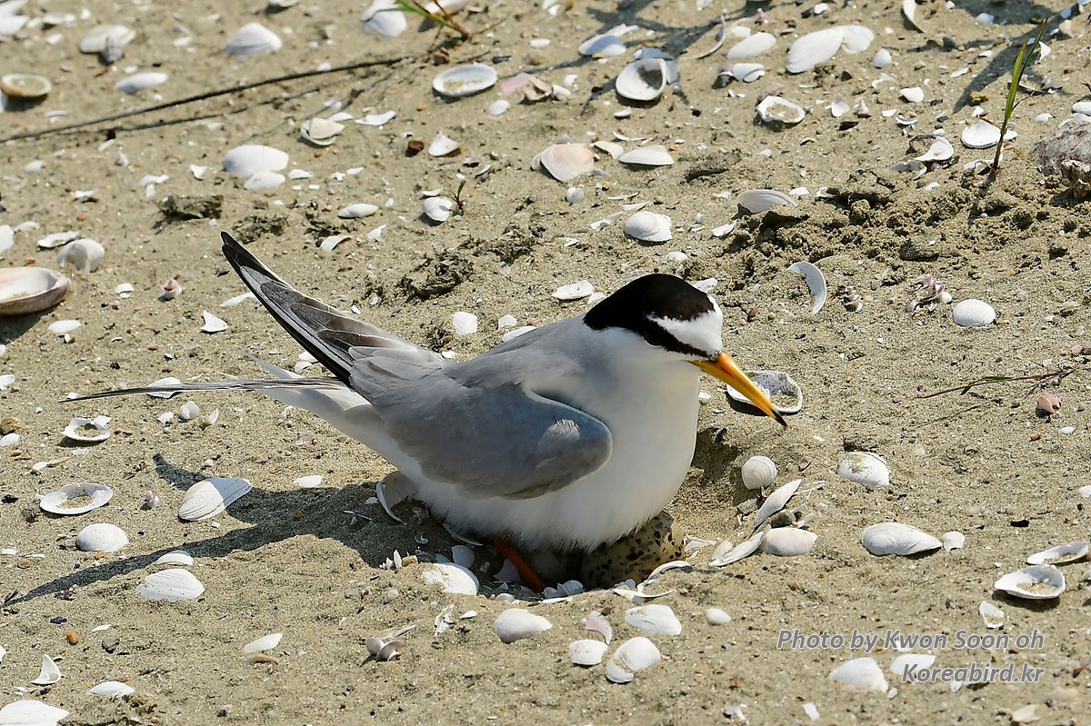 KSO_5772.jpg
