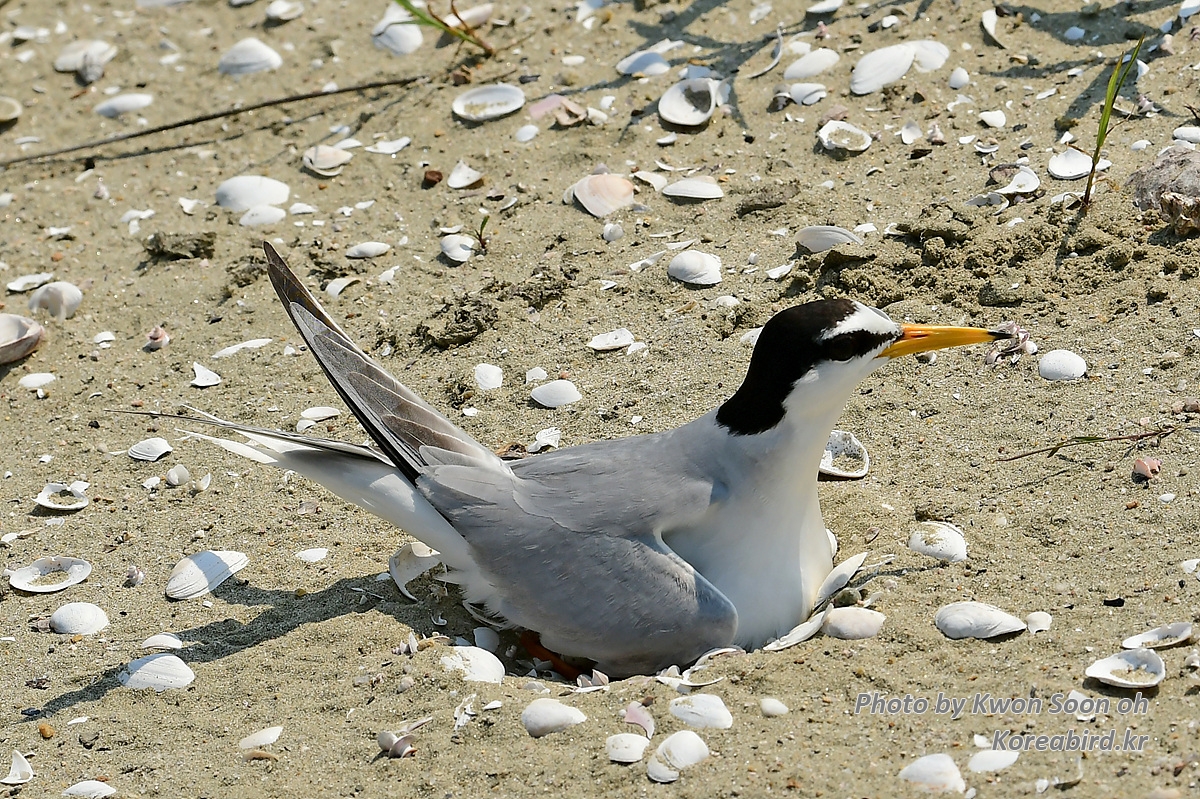 KSO_5786.jpg