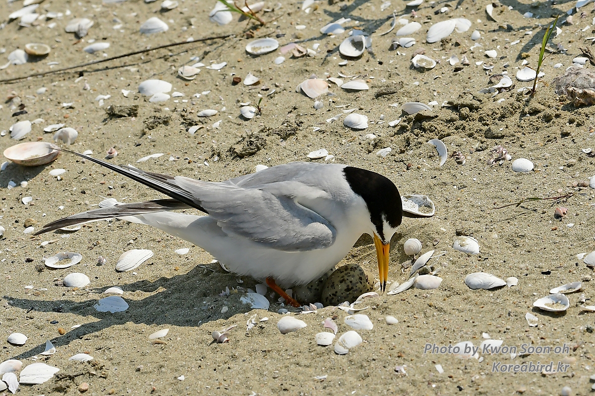 KSO_5769.jpg