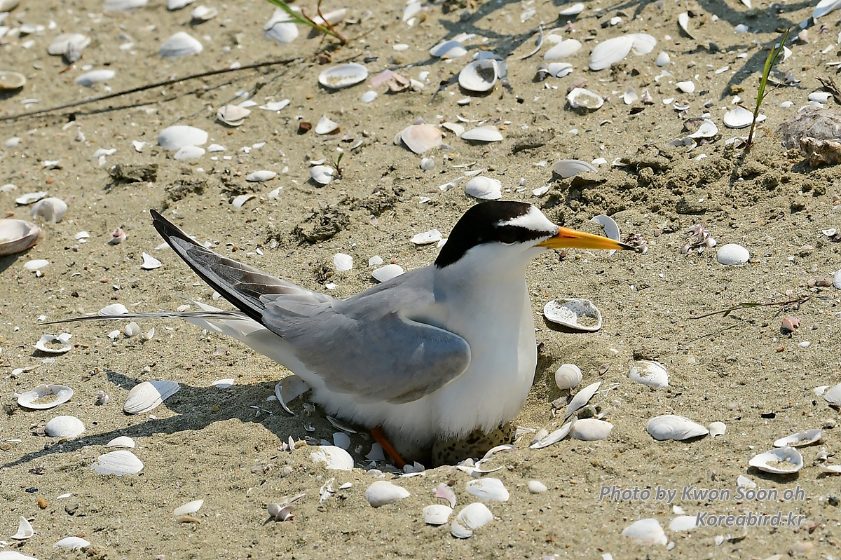 KSO_5777.jpg