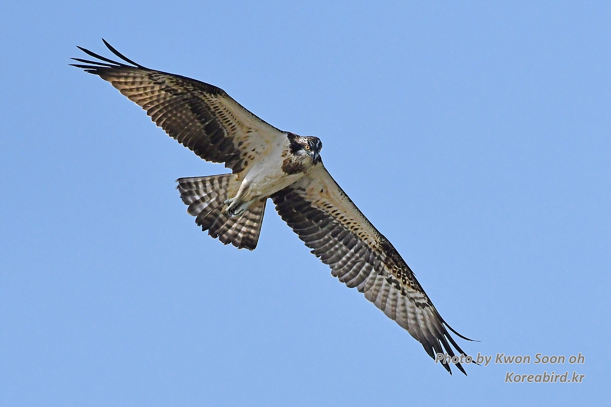 DSC_6654.jpg