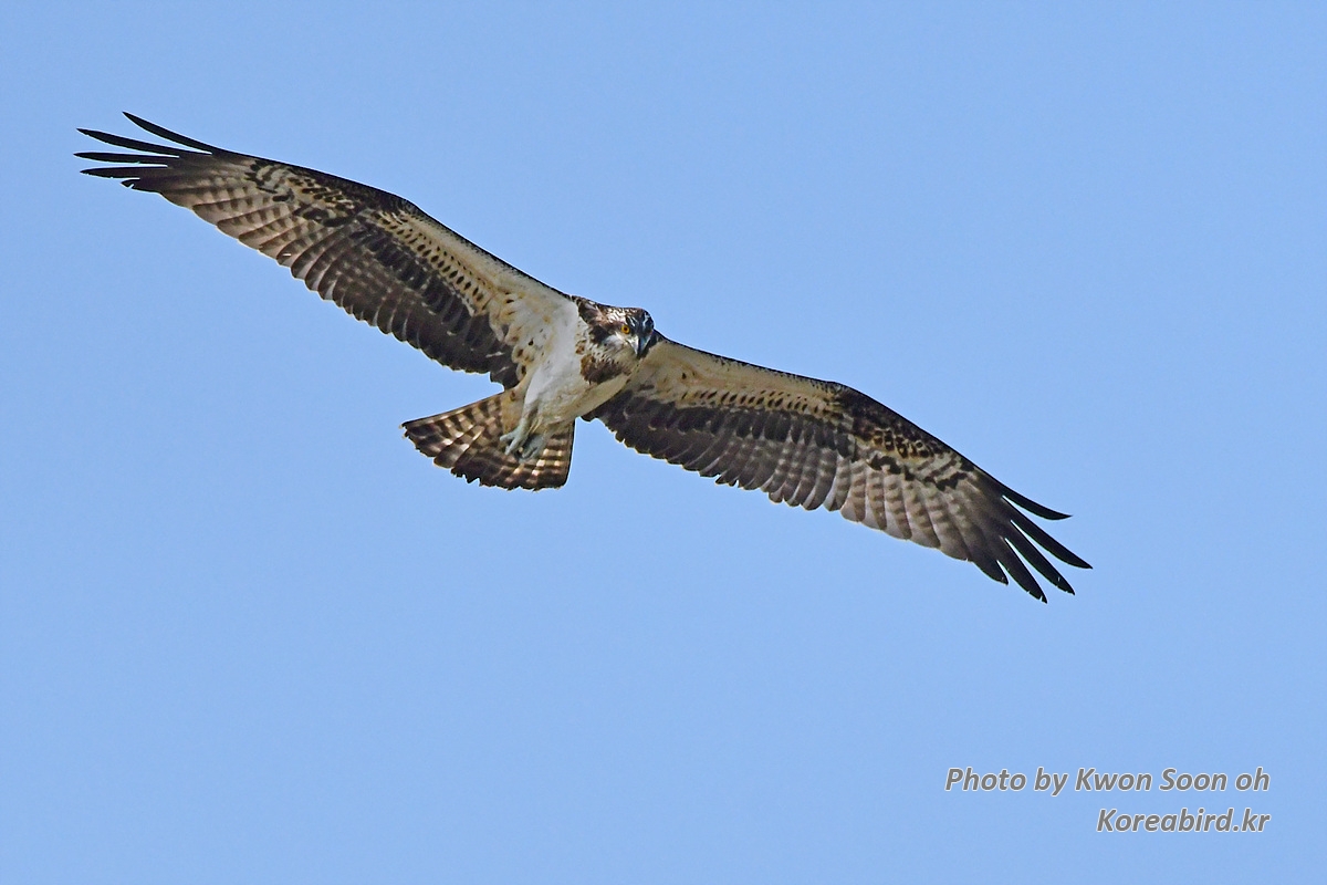DSC_6652.jpg