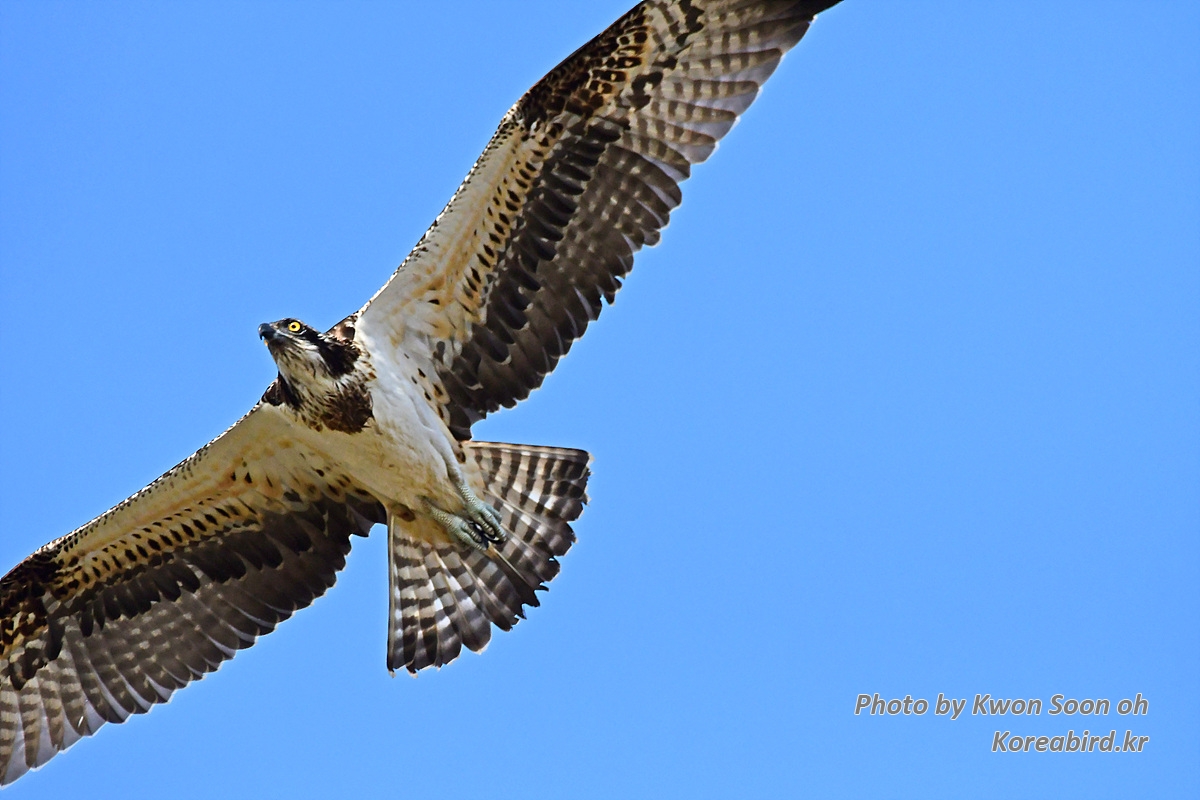 DSC_6687.jpg