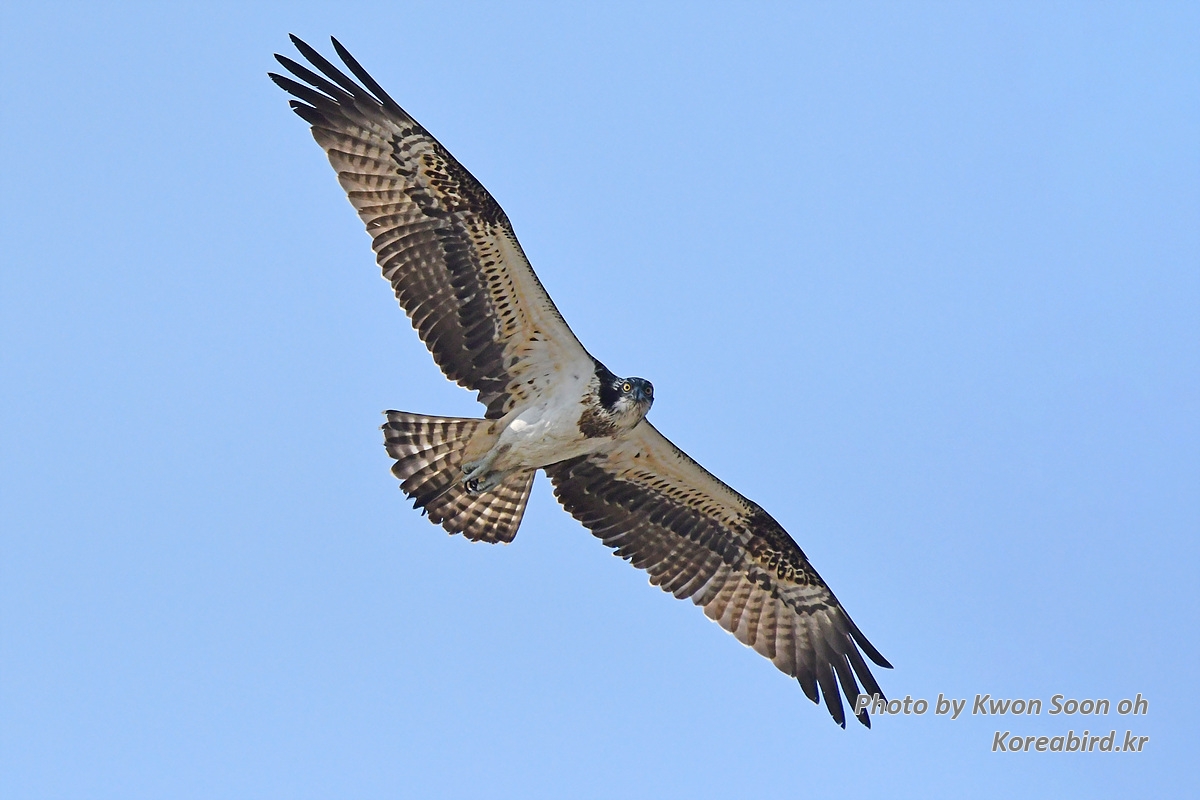 DSC_6574.jpg