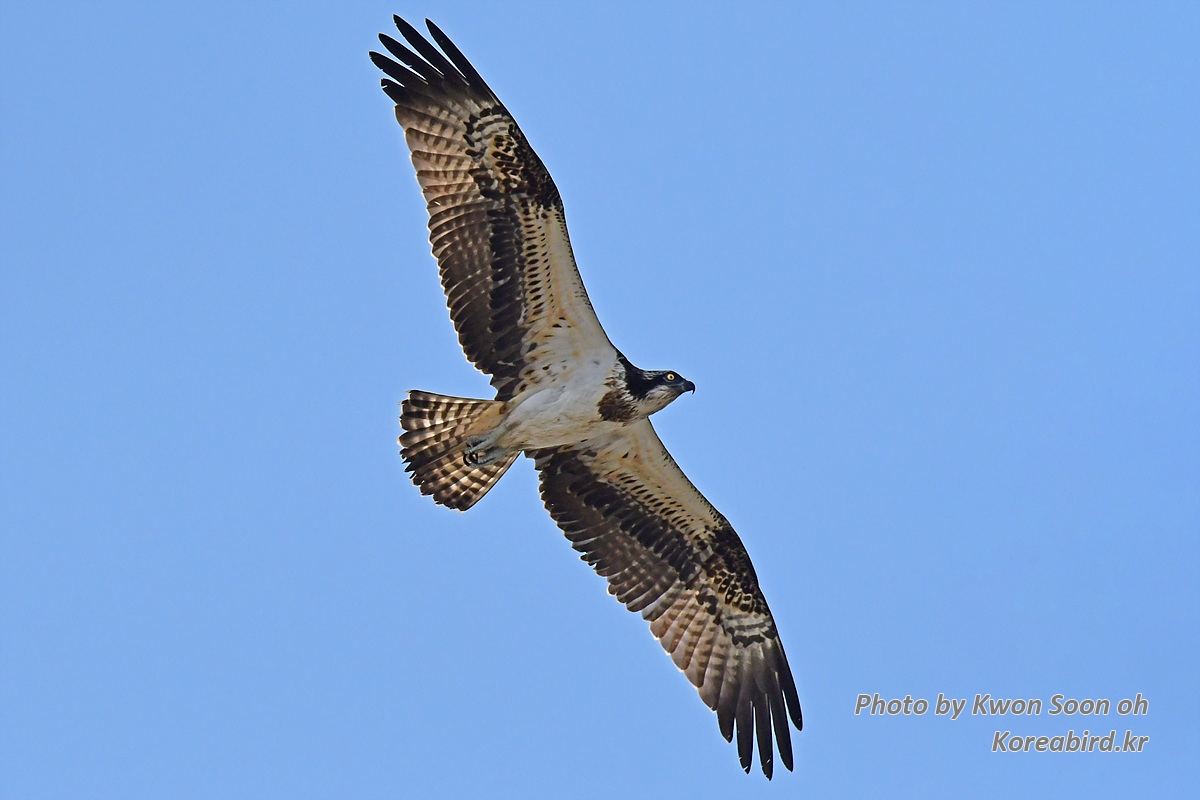 DSC_6579.jpg