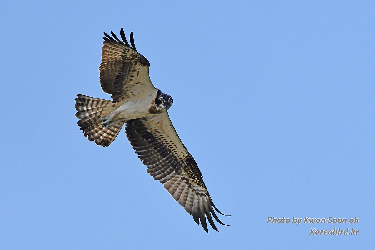 DSC_6660.jpg