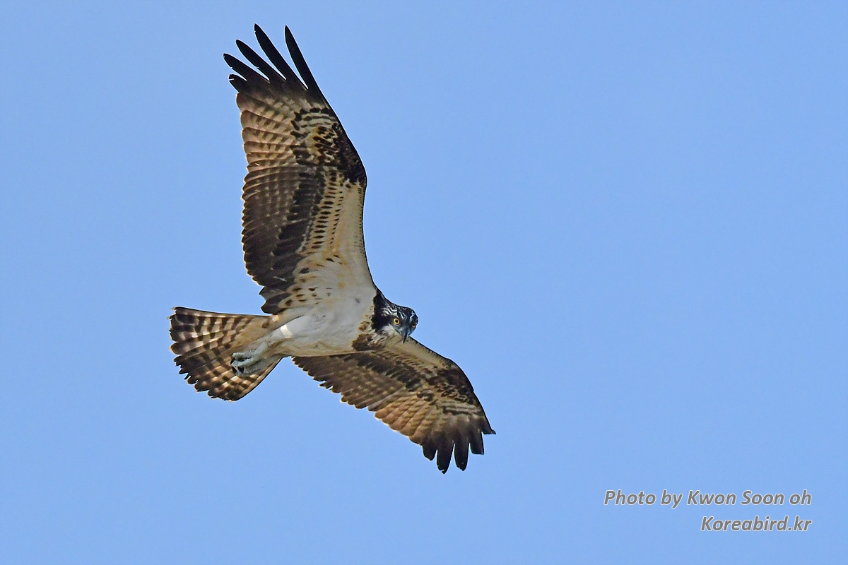 DSC_6663.jpg