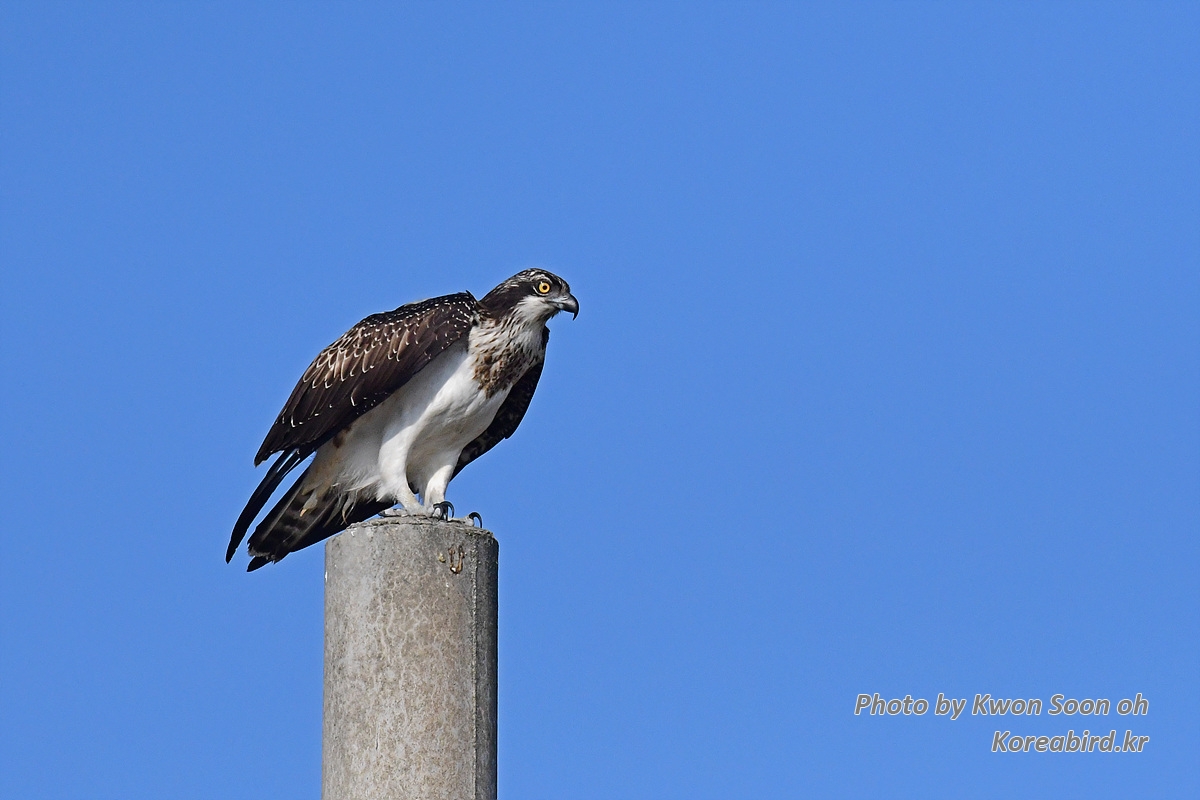 DSC_4241.jpg