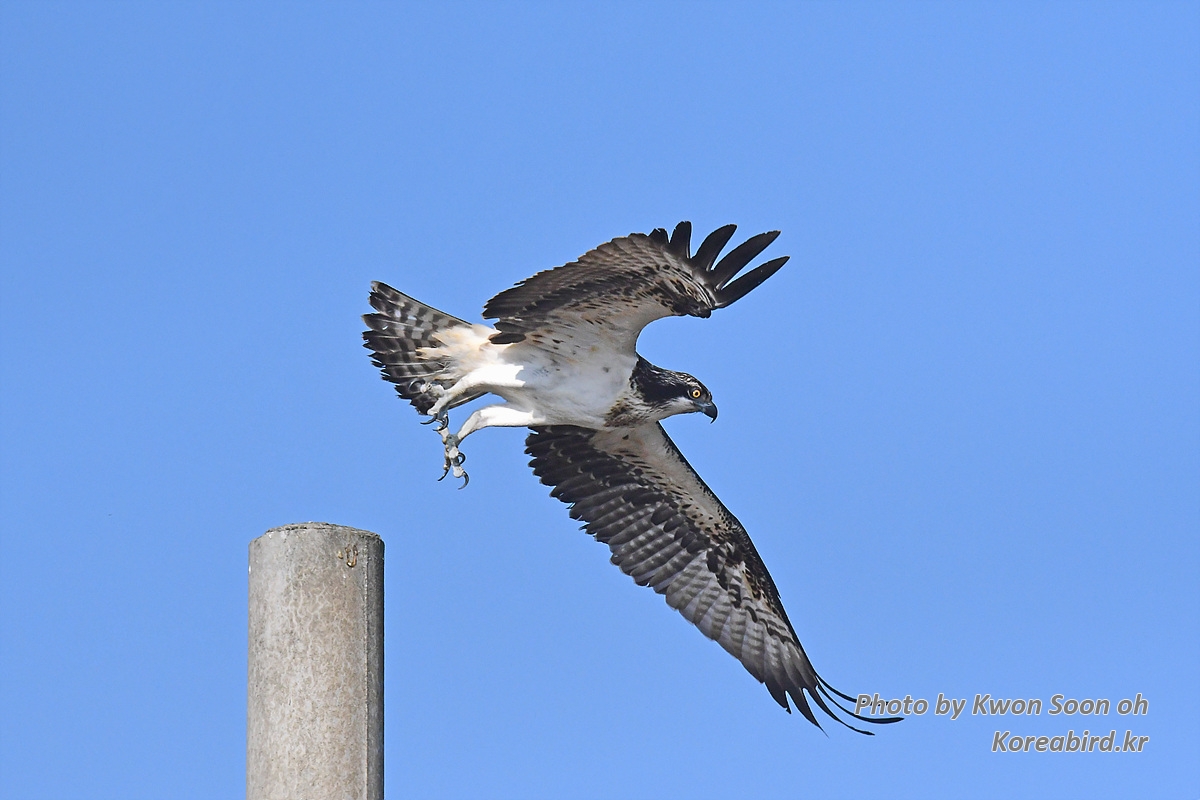 DSC_4244.jpg