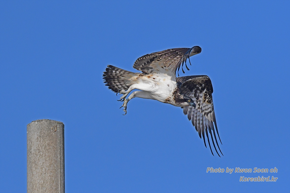 DSC_4245.jpg