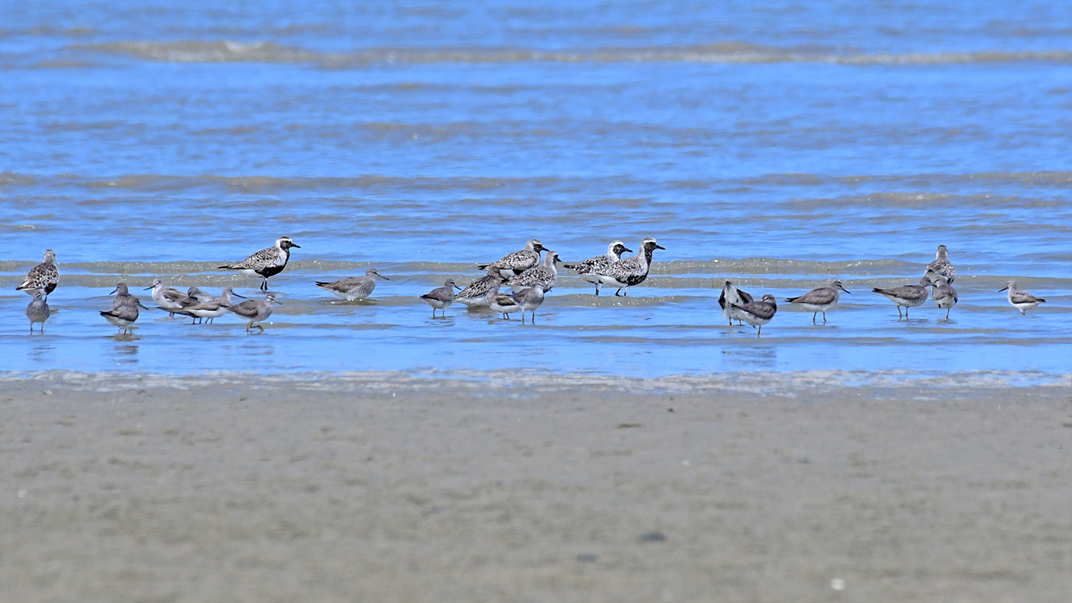 DSC_6527.jpg