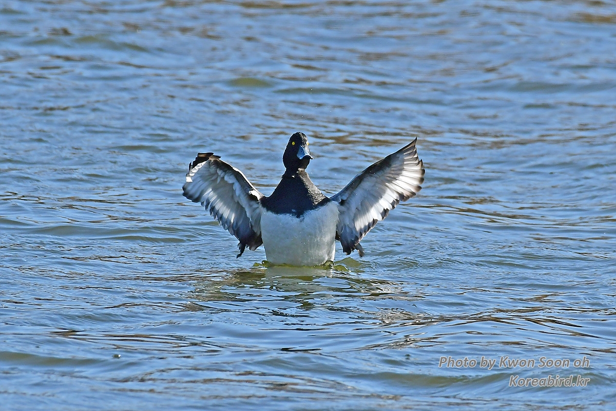 KSO_8554.jpg