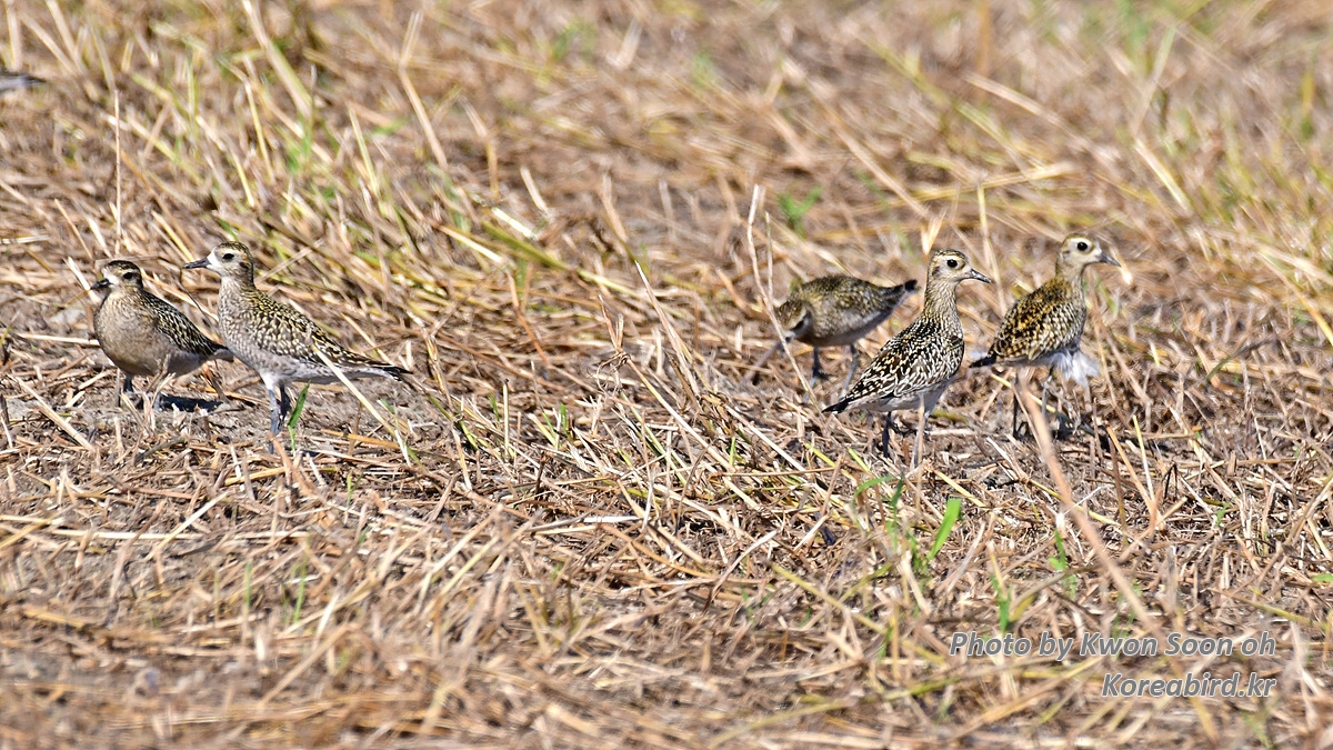 DSC_9859.jpg