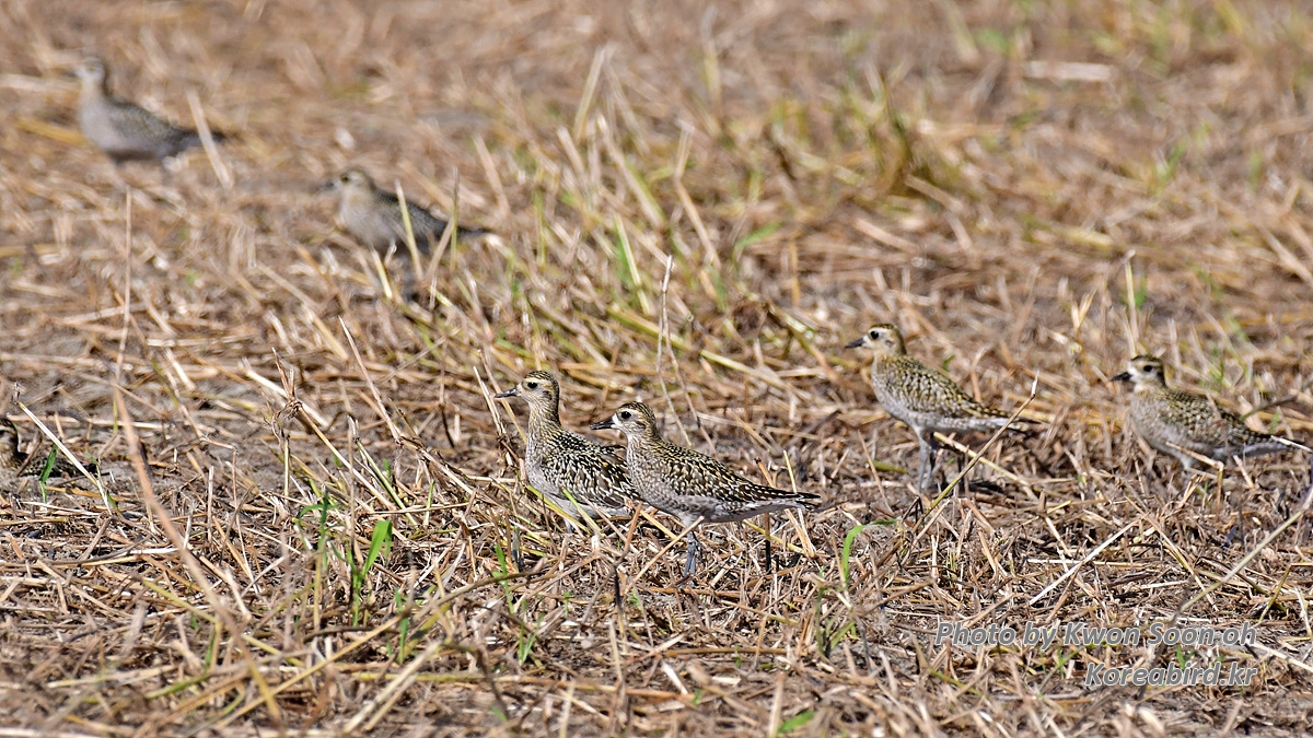 DSC_9732.jpg