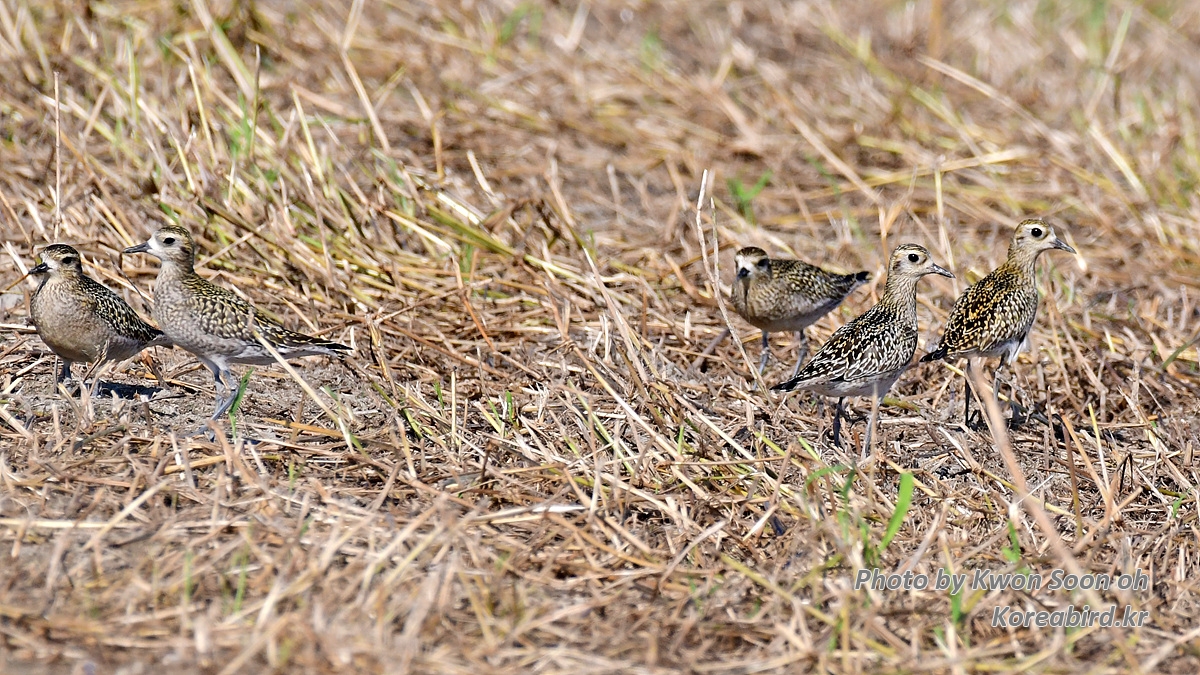 DSC_9860.jpg