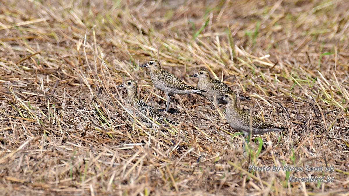DSC_9760.jpg