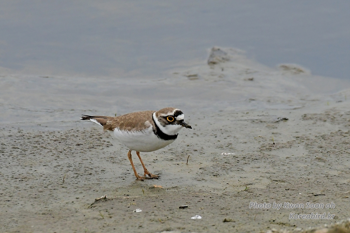 KSO_6547.jpg