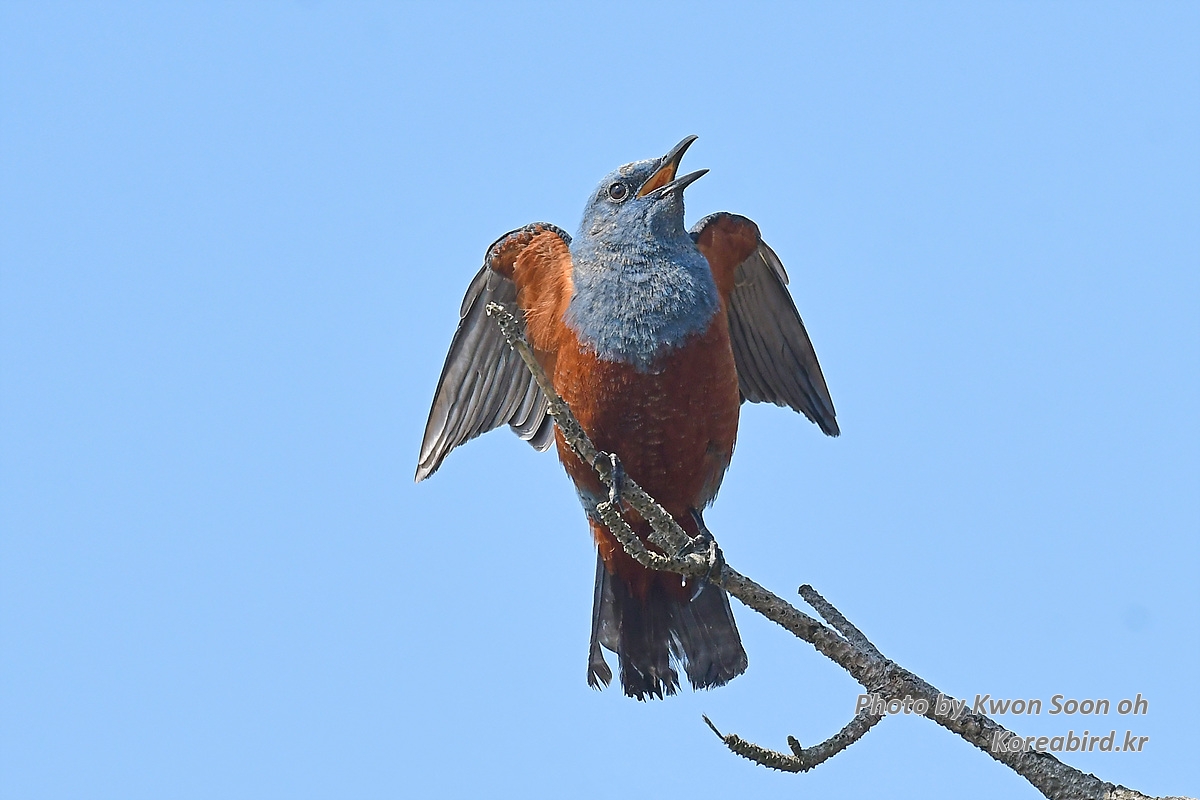 KSO_0941.jpg