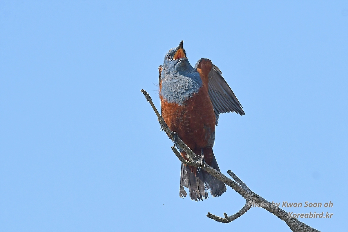 KSO_0938.jpg