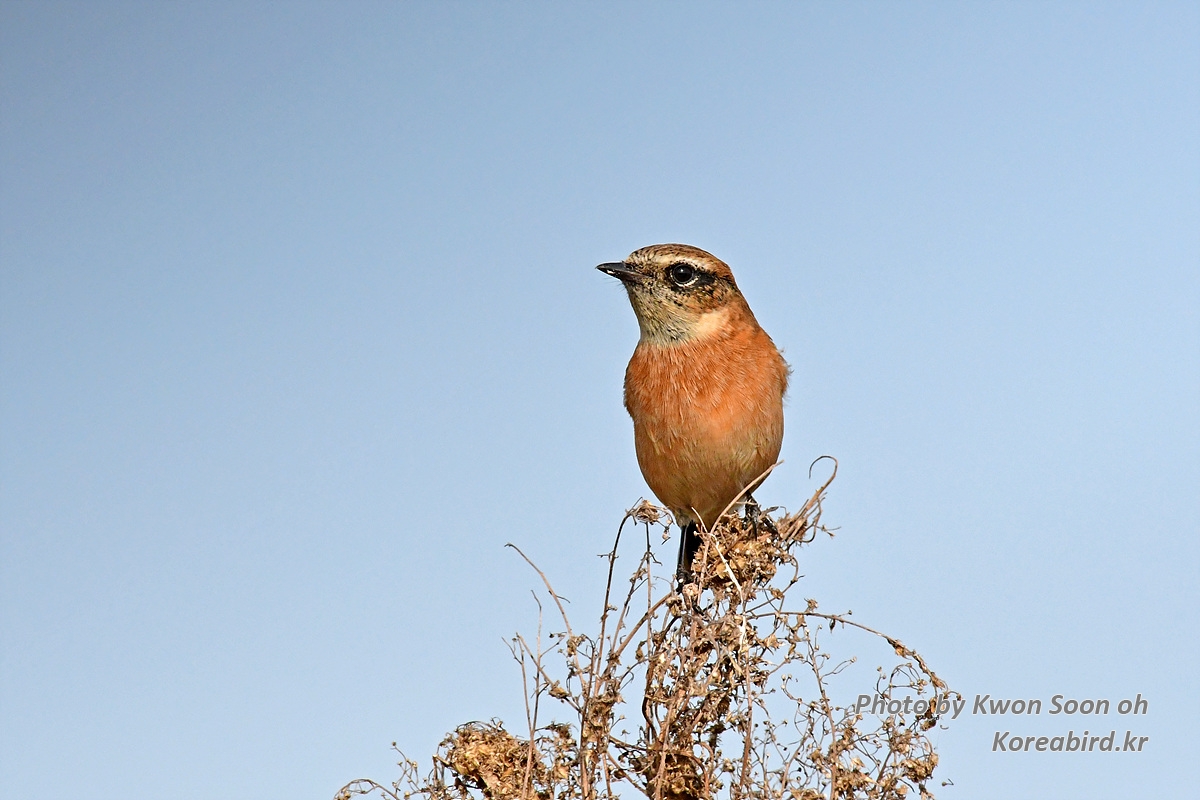 DSC_8274.jpg