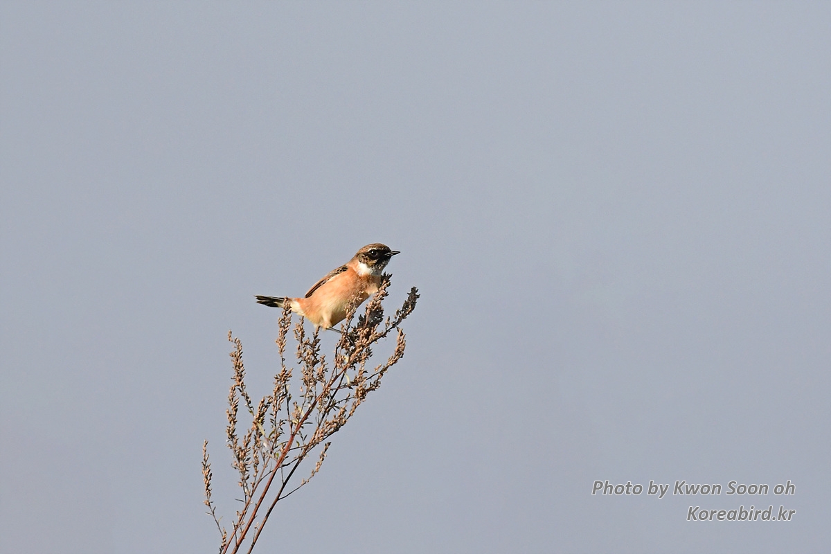DSC_6966.jpg