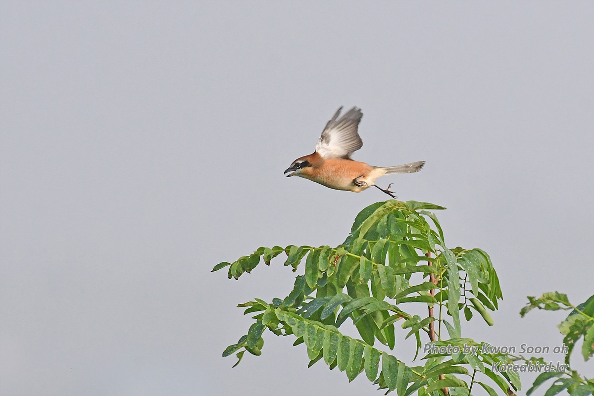 DSC_8017.jpg