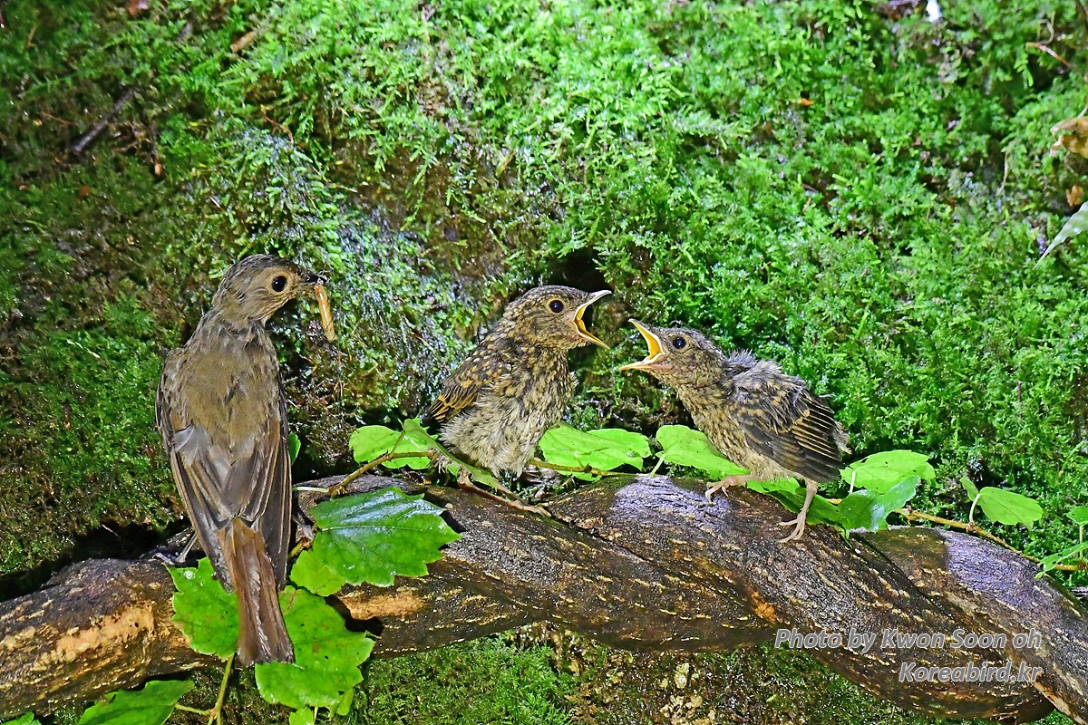 KSO_1133.jpg