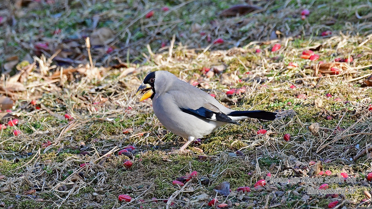 DSC_7174.jpg