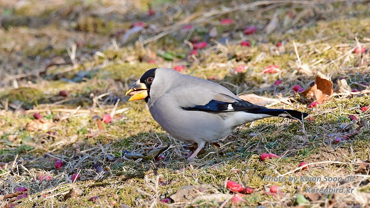 DSC_8081.jpg
