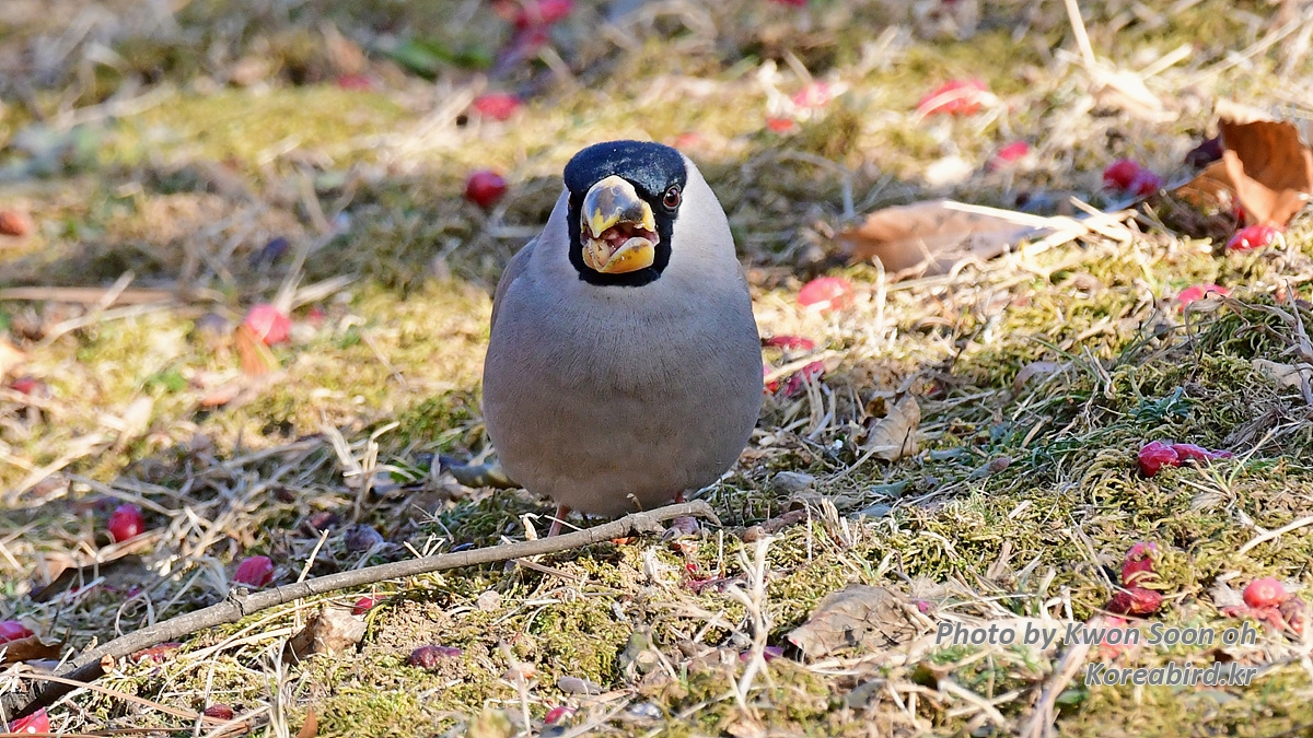 DSC_7871.jpg