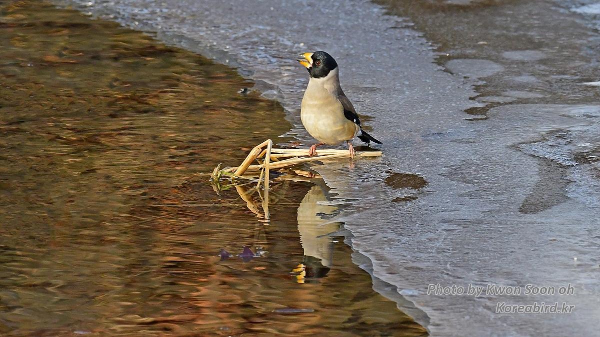 DSC_8959.jpg